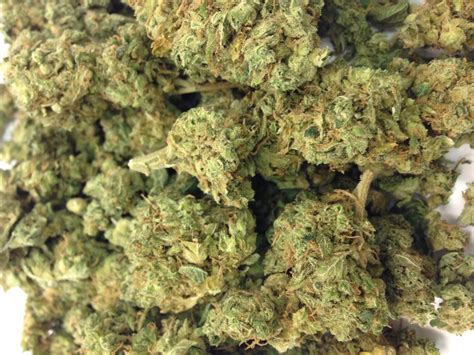 candyland strain allbud